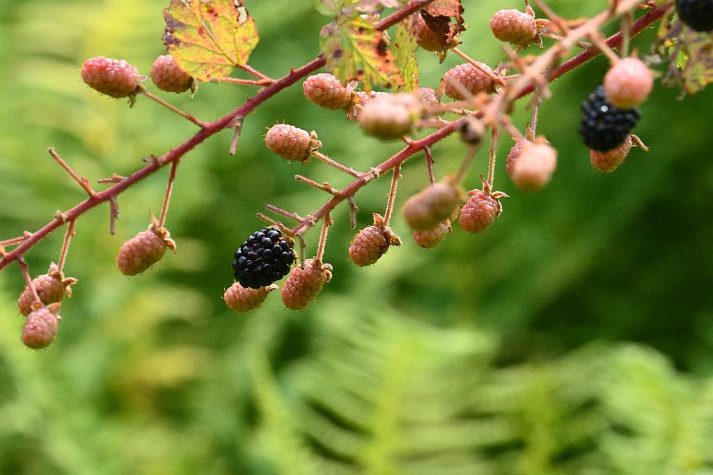 2025-08049982 Broad Meadow Brook, MA.JPG - Allegheny Blackberry (Rubus allegheniensis). Broad Meadow Brook Wildlife Sanctuary, MA, 8-4-2025